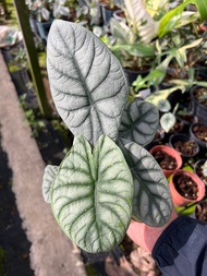 Alocasia variegated Alocasia Silver Dragon Black Velvet Dragon Scale ต้นอโลคาเซียด่าง