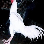 Ayam Jago Kampung Putih/Usia 6 Bulan Ready Ya Kak