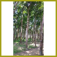 ❖ ◹ ♨ Mahogany Tree Seedlings (1pc.)