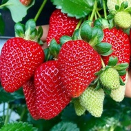 10 Biji Benih Buah Strawberry Jumbo California Genjah Benih Bibit Strawberry Jumbo