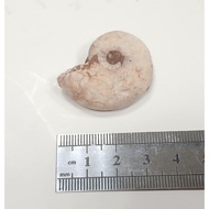 ~~ star~Flame Ammonite (Indonesian Ammonite)~Weight About 14 Grams~Ammonite Fossil~