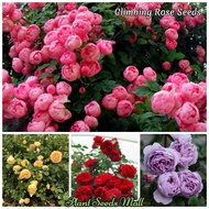 High Quality Seeding Mixed Color 100pcs Climbing Rose Plant Seed Flower Seeds for Planting Ornamental Flowers