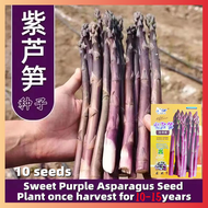 10เมล็ด Purple Asparagus Seeds เมล็ดพันธุ์หน่อไม้ฝรั่ง หน่อไม้ฝรั่ง เมล็ดพันธุ์ผักสวนครัว Vegetable Plants Seed เมล็ดผักสวนครัว เมล็ดบอนไรหรา พันธุ์ไม้หายาก ต้นไม้ฟอกอากาศ ไม้ประดับ พร้อมคำแนะนำการปลูก เหมาะกับมือใหม่หัดปลูก ปลูกได้ทั่วไทย