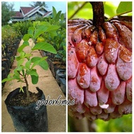 Bibit Srikaya Merah