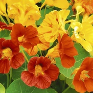Bulk Eclipse Eclipse Seeds Four Seasons Eclipse Eclipse Potted Plant Climbing Safflower Eclipse Ecli