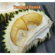 ANAK POKOK DURIAN TEMBAGA DAMAK KING Super Rare