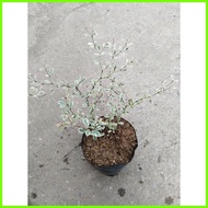 ﹊ ✷ ∈ Variegated African Talisay Tree  Variety