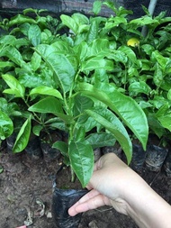 CÂY GIỐNG CHANH LEO CHUỐI NAM MỸ. [ GHN Express ]