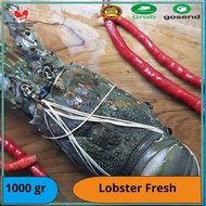 Terbaru Promo Lobster Air Laut/ Lobster Air Laut Murah/ Lobster 1 Kg