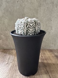 濃白超兜帶V紋 多肉植物 塊根 盆栽 仙人掌 所有兜類 買二盆減$60 買三盆減$100
