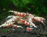 Red Fancy Caridina Shrimp (Starter grade) by [3k Aquatic]