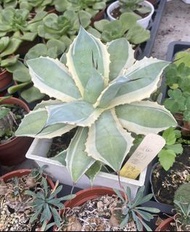 💧多肉植物 細刺雷神 4吋 穩根 含盆土  實物拍攝 綠化植物可超商郵局取貨
