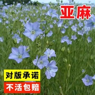 Ready Stock Fast Shipping Golden Linen Seeds Flax Seeds Flax Seeds Grass Flower Seeds Golden Linen S