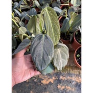 Khengsgarden/Philodendron Gigas10-15cm height/3-5leafs