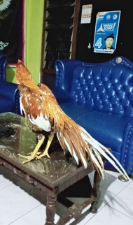 TELUR AYAM BANGKOK EKOR LIDI