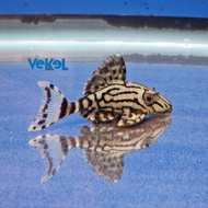 Royal Pleco L191