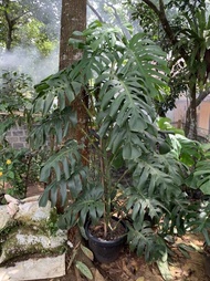 monstera deliciosa king jumbo Tm