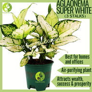 [LOCAL SELLER - Live Plant] 3 Stalks Aglaonema Super White Houseplant Lucky Plant Indoor Plant