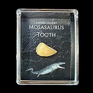 Authentic Mosasaurus Tooth Fossil Gift Box - 66 Million Year Old Cretaceous Specimen in Lucite Case,