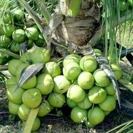 bibit kelapa kopyor kultur jaringan