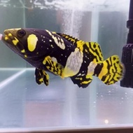 kerapu emas Bumblebee/Air Tawar