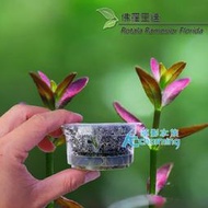【AC草影】佛羅里達（組培盒裝）【一盒】 稀有水草 主景草 真水草 水生植物 魚缸造景 水草造景 水生植物 紅水草