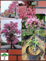 SJH - Anak pokok Sakura Malaysia Tree / Tabebuia rosea / 粉花风铃木树苗 [Real Plant/Live Plant/Pokok Hidup]