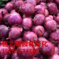 Base Wholesale Vegetable Seeds Onion Seeds High-Yield Vegetable Seeds in Farmland Vegetable Fields Quantity discount