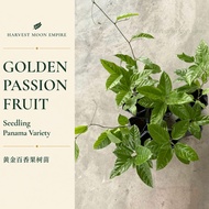 Panama Golden Passion Fruit Seedling | 黄金百香果树苗 | Healthy Live Plant | Pokok Buah Markisa Emas