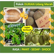 Anak Pokok Durian Udang Merah D175 红虾榴莲苗 Saping Durian D175 Red Prawn Hong Har （Malaysia Only）