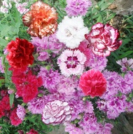 ไทยมีในสต็อก! ดอกคาร์เนชั่น เมล็ดดอกไม้ ต้นดอกไม้สวยๆ ไม้ประดับ ต้นไม้ฟอกอากาศ ดอกไม้จริง พันธุ์ดอกไม้ บอนไซแคระ Mixed Colors Carnation Flower Seeds Plants Easy to grow in four seasons อัตรางอกสูง บรรจุ 200 เมล็ด คุณภาพดี ราคาถูก ของแท้ 100%