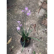 pokok kucai bunga ungu @ kucai taiwan @ society garlic