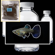MSSBT Female Metal Snake Skin BLUE Tail Bonus Pakan Pelet Guppy 5 Gram