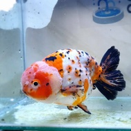 Ranchu sapi sapian 6-8 cm pancawarna produk tulungagung gen import