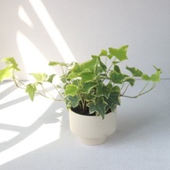植栽 盆栽 l 斑葉常春藤 啞光燭台陶器 藤蔓植物 室內植物 低光源