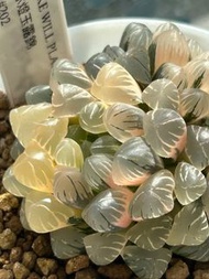 #202 雙頭冰燈錦 十二卷 多肉 雨林 室內植物 仙人球 塊根 龍舌蘭 花燭 海芋 潮流植物SRL