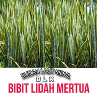 Snake plant seeds | Snake plant seeds | 1pcs = 3 trees