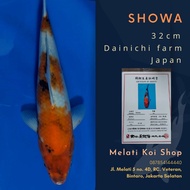 ikan koi showa import dainichi 32cm