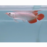 Ikan Arwana Super Red, Cek Deskripsi