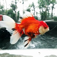 ikan mas koki oranda rw gen import