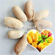 Ready Stock Fast Shipping Fruit Seeds Mango Seeds Fruit Tree Mango Seeds Concubine Mango Year Result