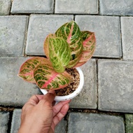 Aglonema Denpasar moon