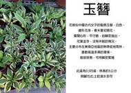 心栽花坊-玉簪/隨機出品不挑/3.5吋/綠化植物/室內植物/觀葉植物/售價150特價100