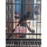 Burung Murai Batu Medan Gacor