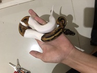 Ball python morph piebald / pied / piedball baby up male
