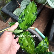 aglaonema pictum tricolor | aglonema pictum thri colour