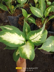 AGLAONEMA MARIAN small seedling plant pot BUY 5 GET 1 FREE