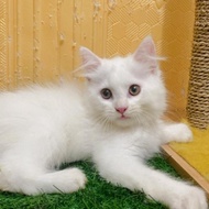 New Kucing Persian Mix Mainecoon Jantan Kitten Telinga Antena White