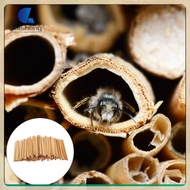 ✨ 40pcs Natural Reed Bee Tubes Replacement Bee Houses Tubes Bee Tubes Inserts for Beehive caisheng
