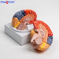 Colorful Brain Anatomy Model